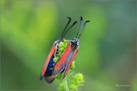 <p>VŘETENUŠKA ČTVEROTEČNÁ (Zygaena punctum) jižní Morava, Poudřanská step</p>
